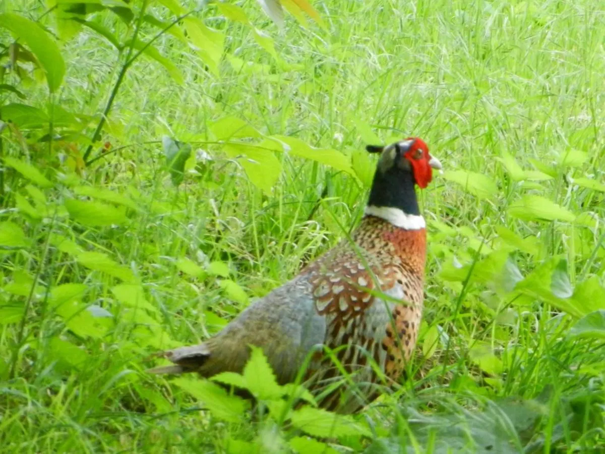 Roquepoix, A Green Stopover To Explore Gascony Mirepoix 別荘